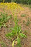 Senecio schwetzowii