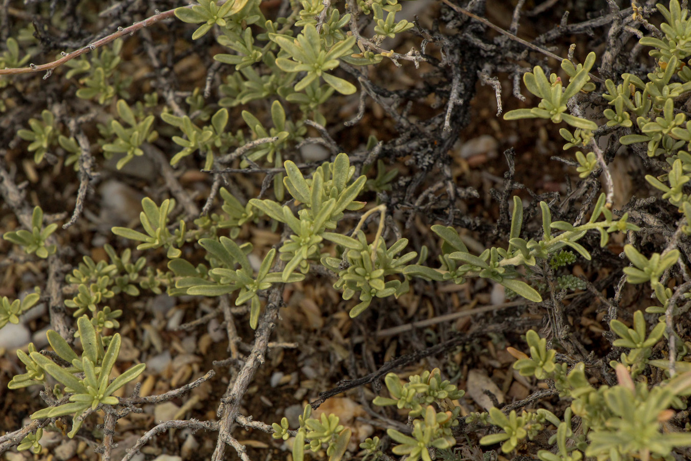 Image of Atriplex cana specimen.