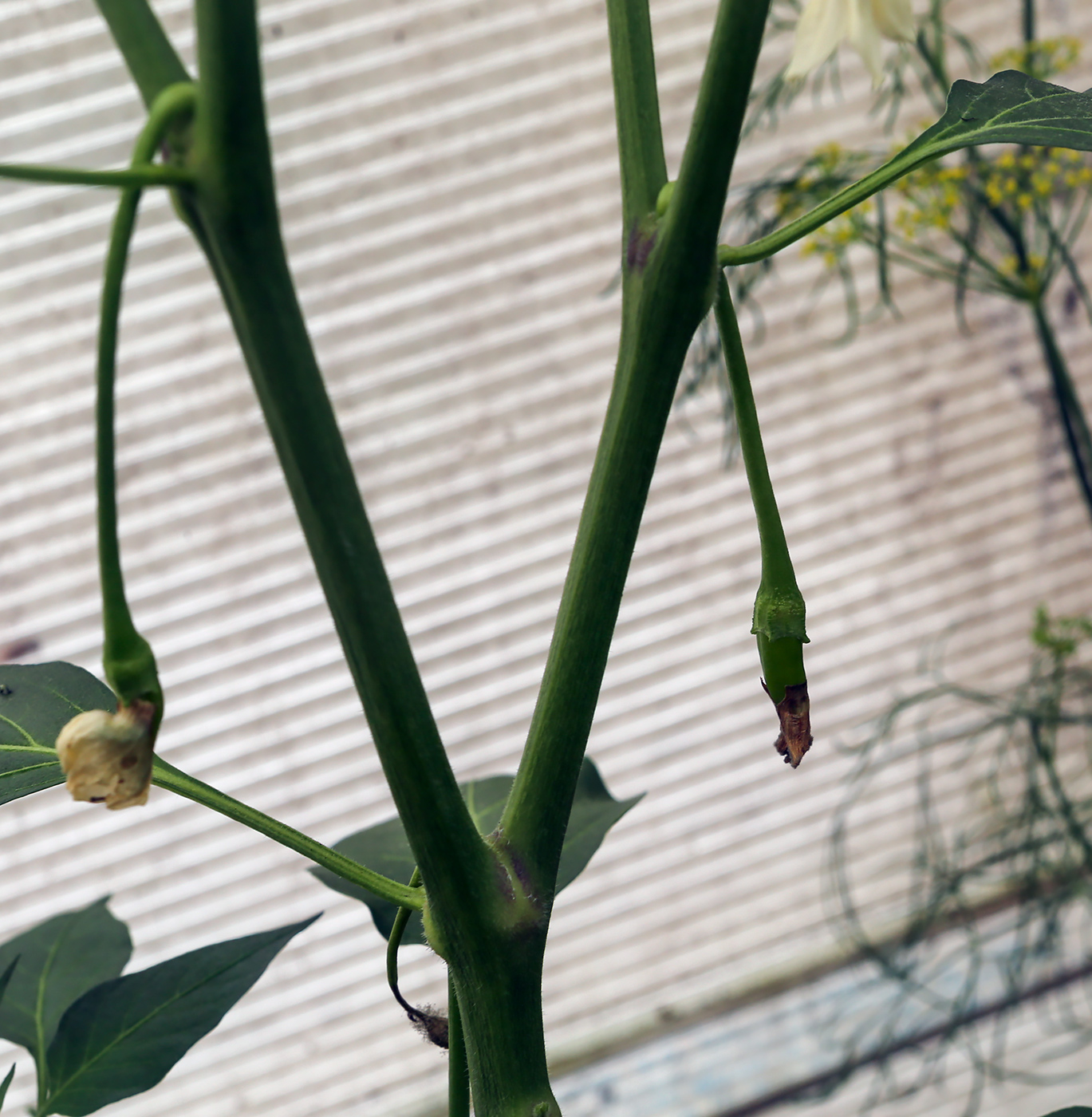 Изображение особи Capsicum annuum.
