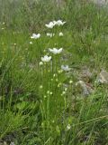 Parnassia palustris. Цветущие и зацветающие растения. Алтай, Кош-Агачский р-н, 5 км ЮВ с. Чаган-Узун, долина р. Тыдтуярык, пойма. 9 июля 2019 г.