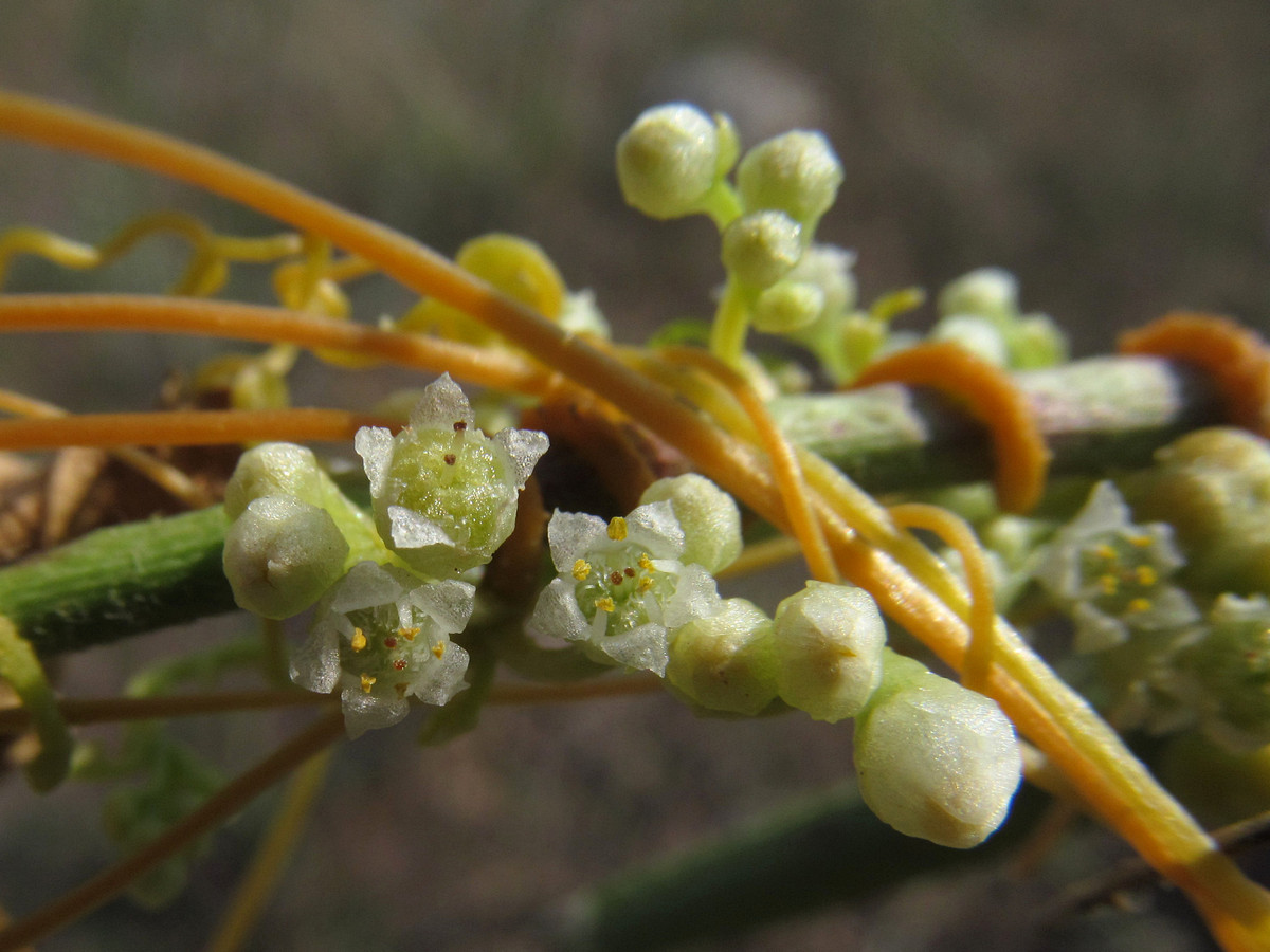 Image of Cuscuta cesatiana specimen.