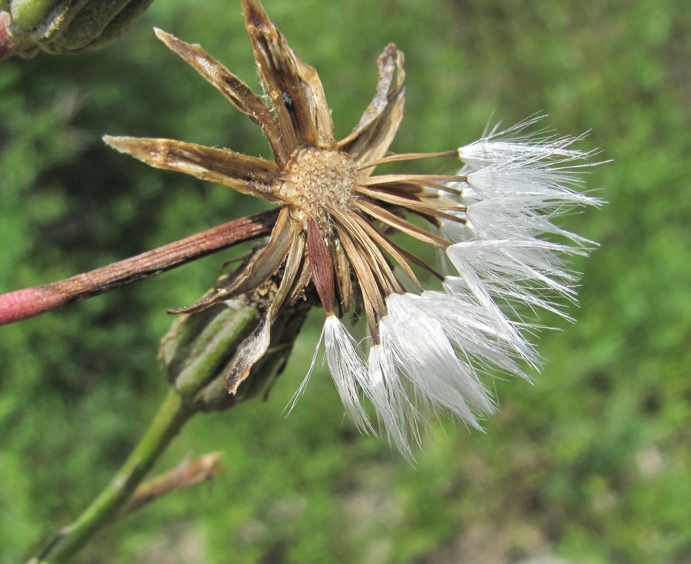 Изображение особи Crepis pannonica.