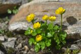 Ranunculus brachylobus. Цветущее растение. Карачаево-Черкесия, Зеленчукский р-н, окр. пос. Архыз, хребет Габулу, зап. склон пер. Аюлю, 2815 м н.у.м., альпийский луг под осыпью на северо-восточном берегу верхнего моренного озера. 04.08.2018.