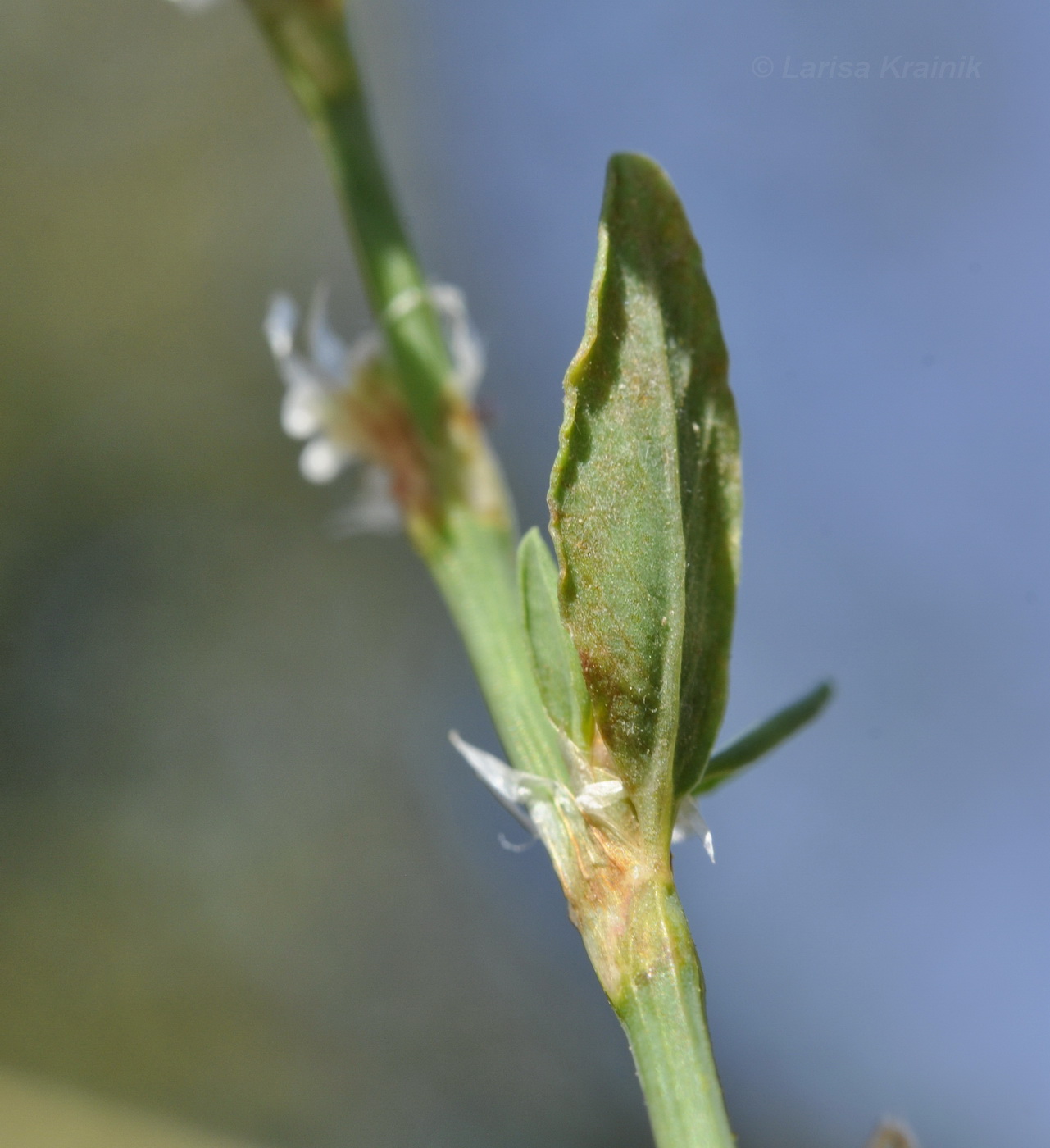 Image of genus Polygonum specimen.