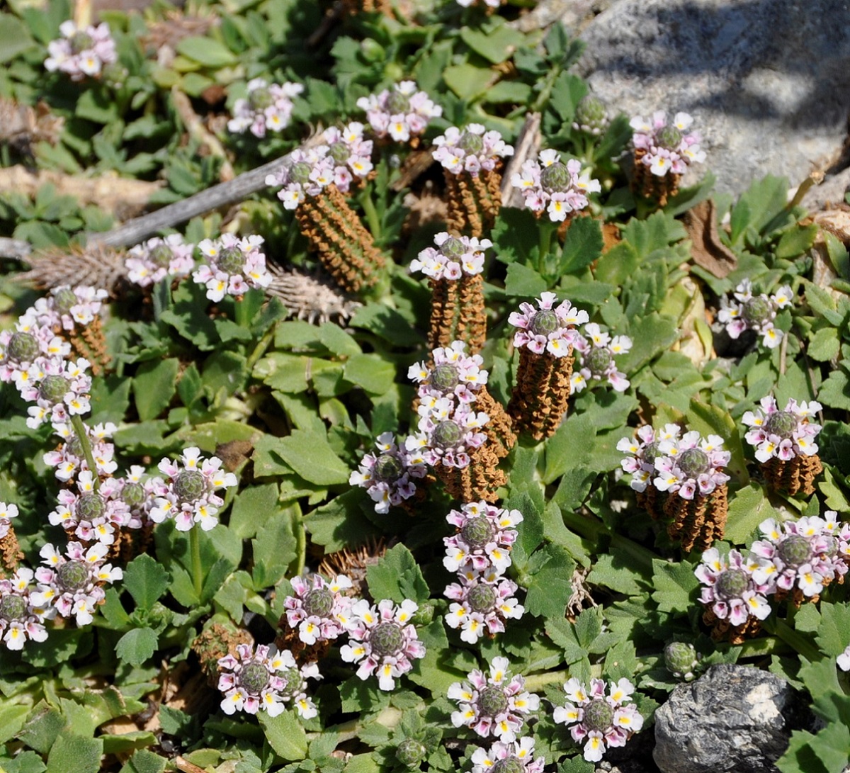 Image of Lippia nodiflora specimen.