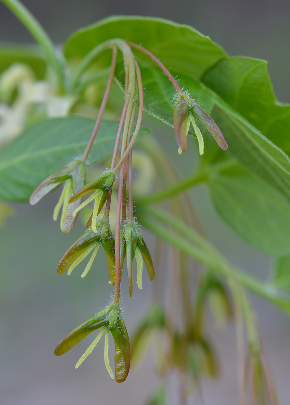 Image of Acer negundo specimen.