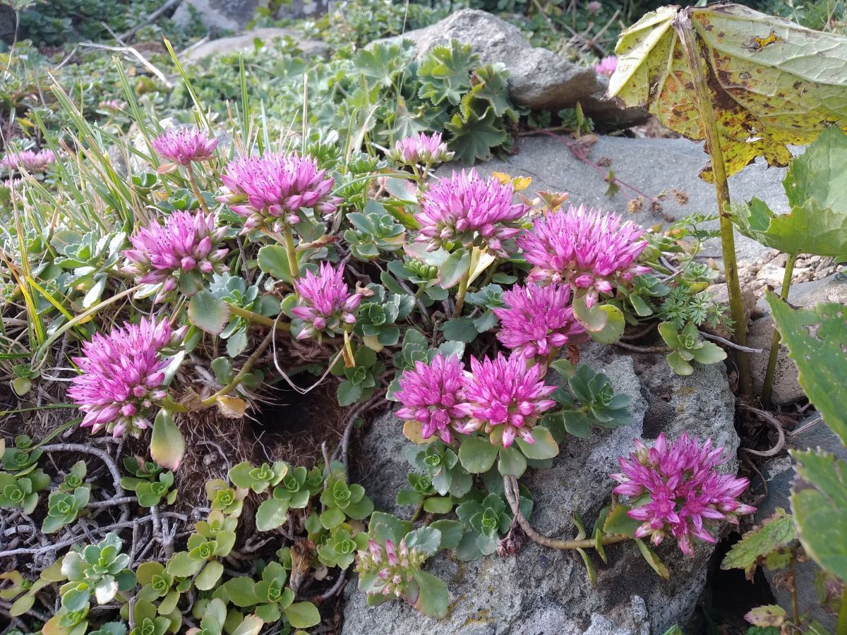 Image of Sedum spurium specimen.