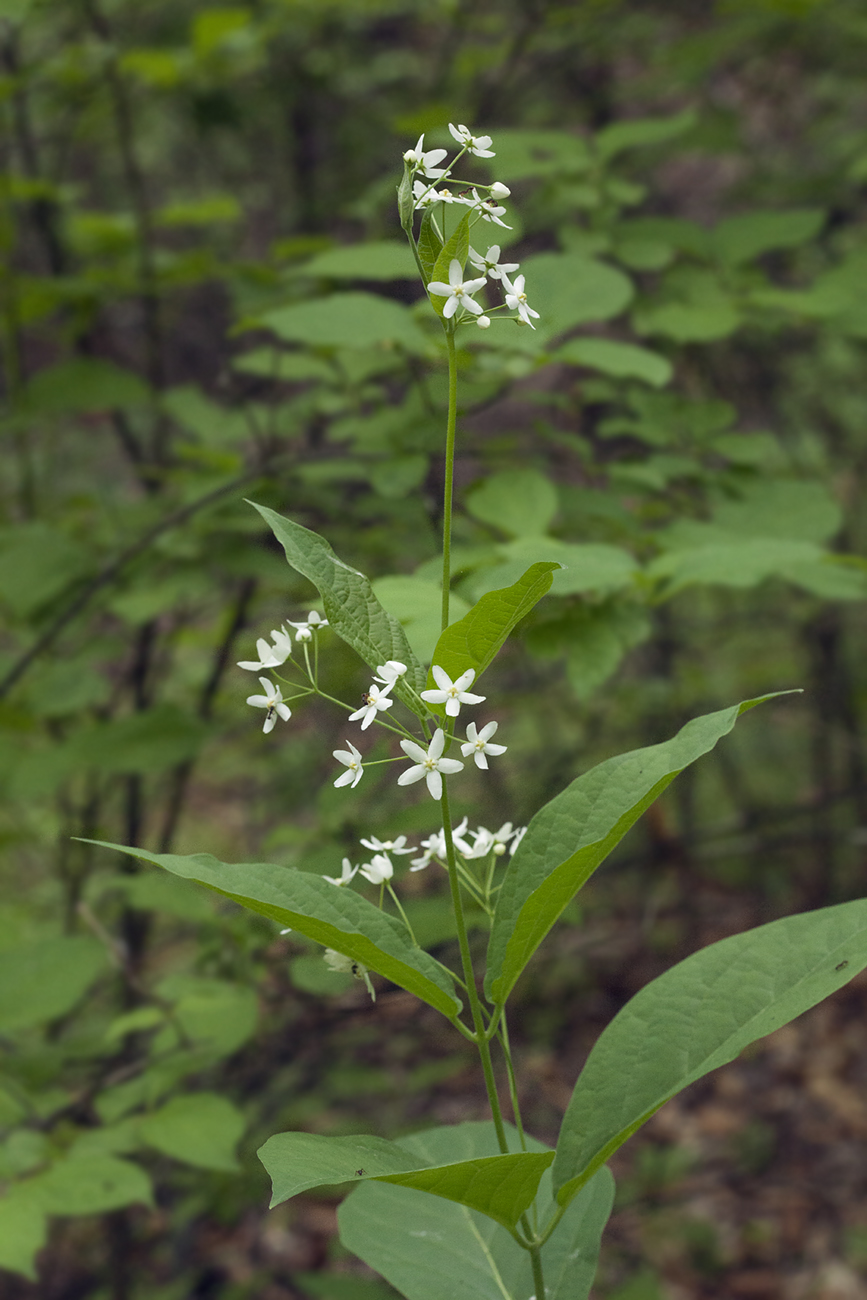 Изображение особи Vincetoxicum ascyrifolium.