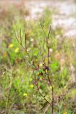 Epilobium adenocaulon. Верхушка цветущего и плодоносящего растения. Беларусь, Витебская обл., дер. Сурмино, песчаный берег озера. 30.07.2019.