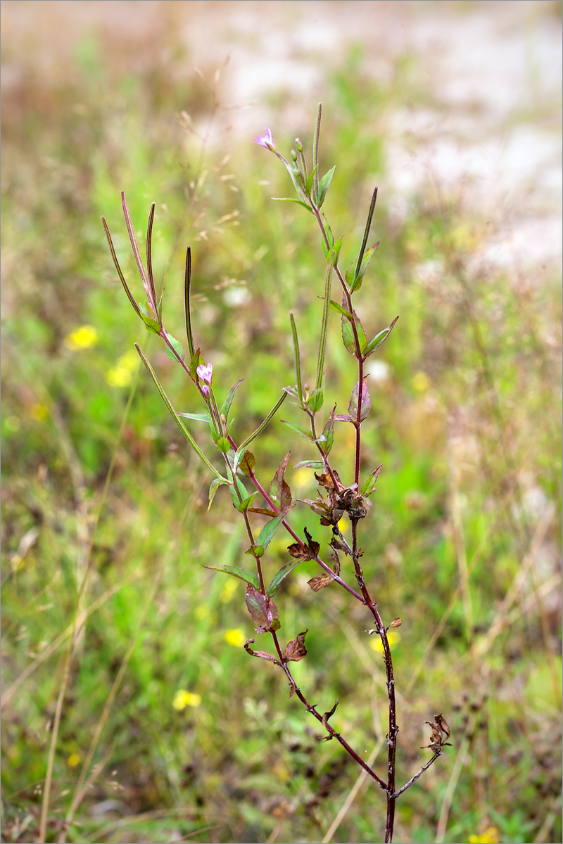 Image of Epilobium adenocaulon specimen.