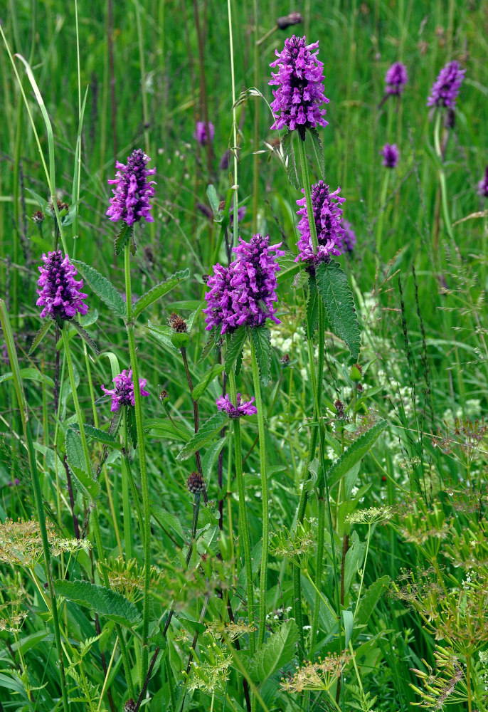 Изображение особи Betonica officinalis.