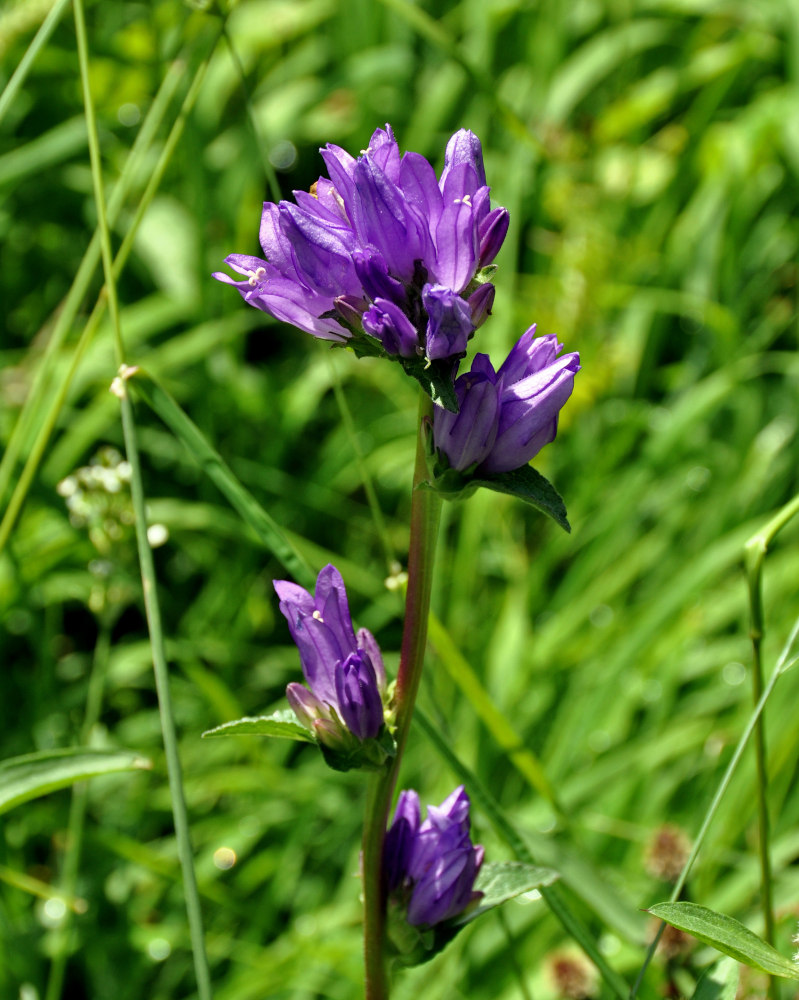 Изображение особи Campanula glomerata.