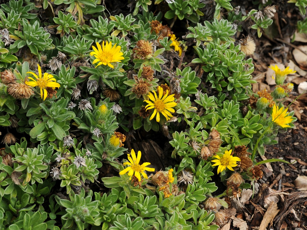 Изображение особи Heterotheca sessiliflora.