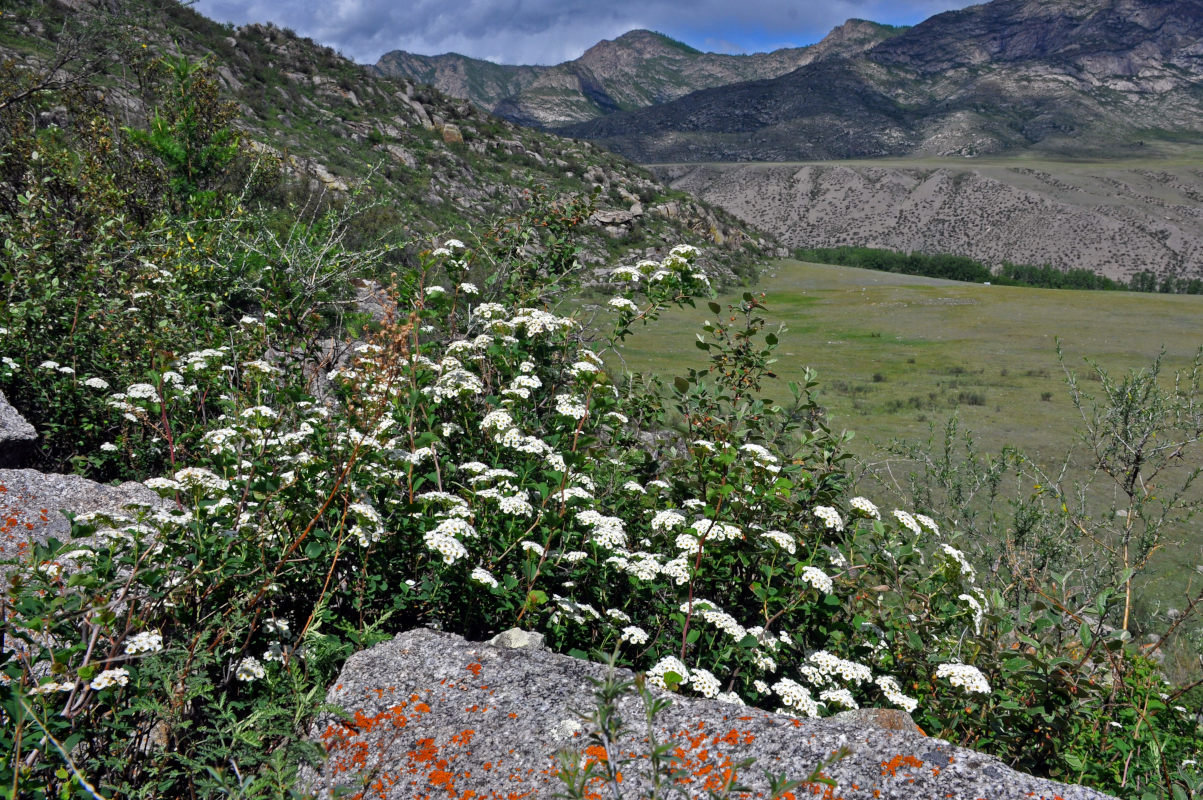 Image of Spiraea trilobata specimen.