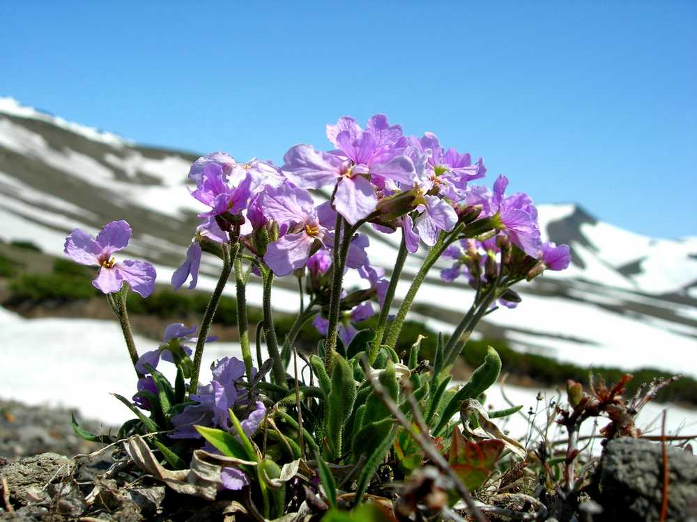 Изображение особи Parrya nudicaulis.