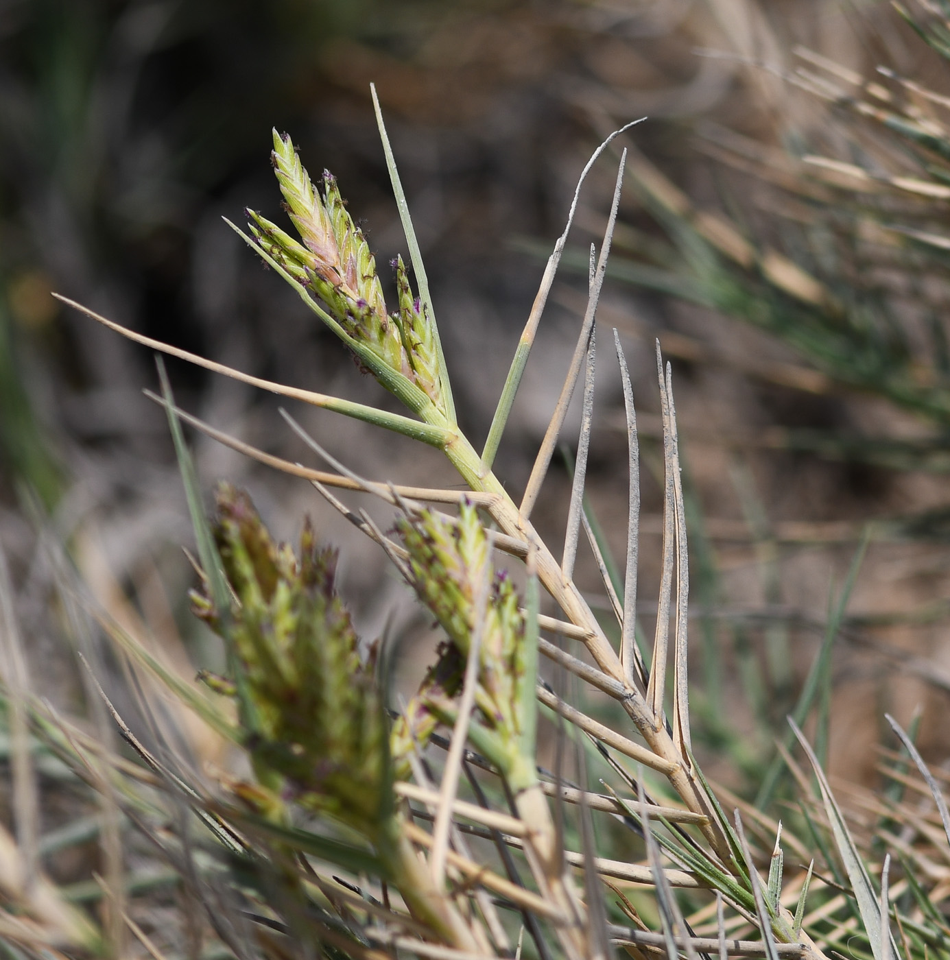 Изображение особи Distichlis spicata.