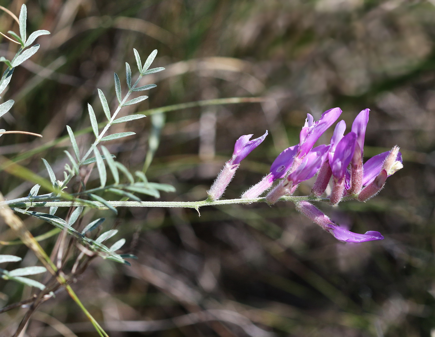 Изображение особи Astragalus varius.