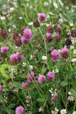 Trifolium pratense