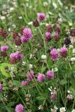 Trifolium pratense. Верхушки побегов с соцветиями и соплодиями. Карельский перешеек, окр. Сертолово, на просеке газопровода. 14.07.2019.