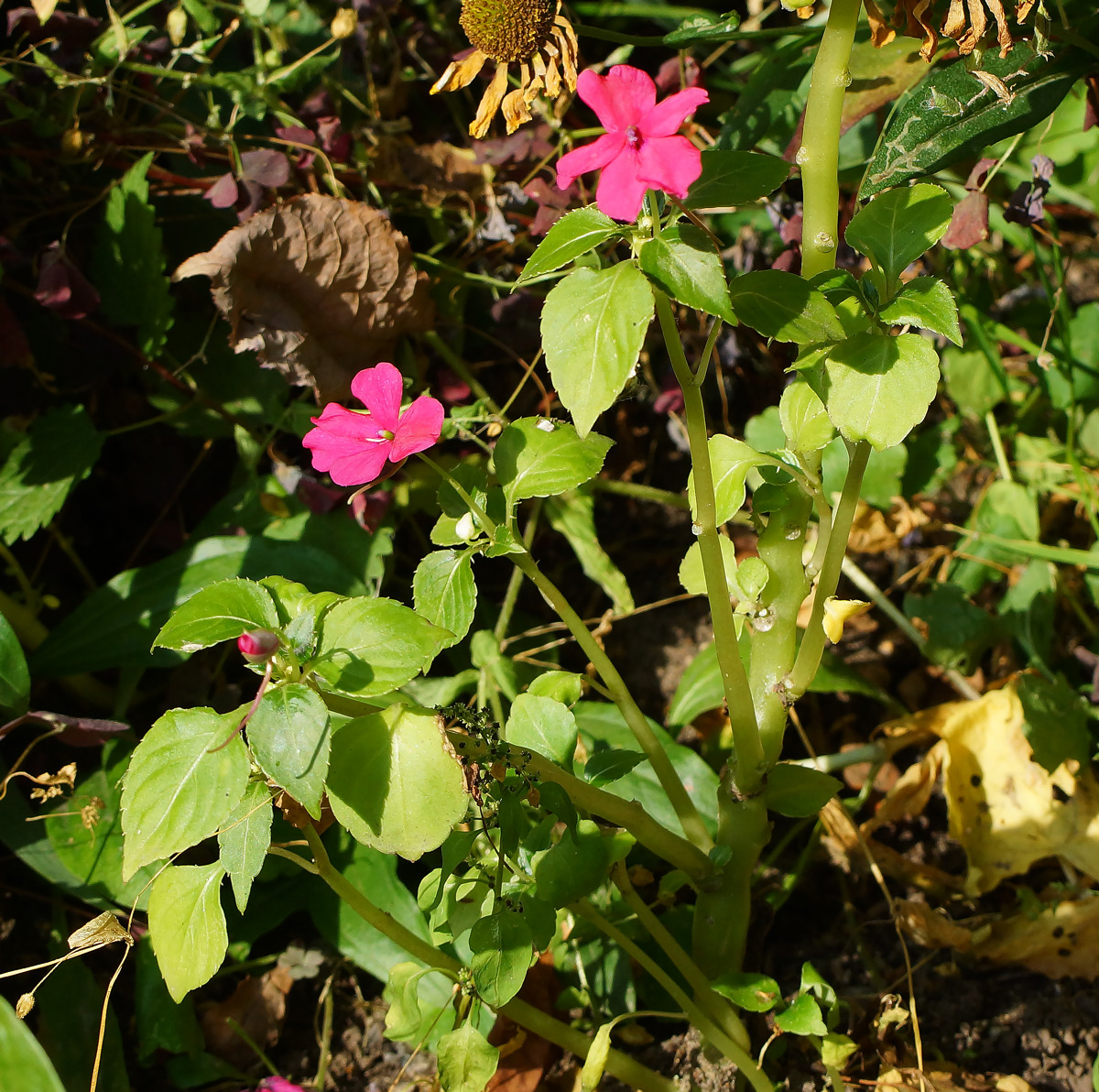 Изображение особи Impatiens walleriana.