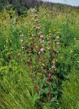 Phlomoides tuberosa. Цветущее растение. Воронежская обл., Лискинский р-н, музей-заповедник \"Дивногорье\", луг на берегу р. Дон. 01.06.2019.