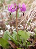 Dodecatheon frigidum