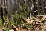 Lycopodium clavatum. Вегетирующее растение. Ленинградская обл., побережье в р-не пос. Большая Ижора, сухая песчаная гряда среди сырых понижений с берёзово-ольховым лесом. 28.03.2020.