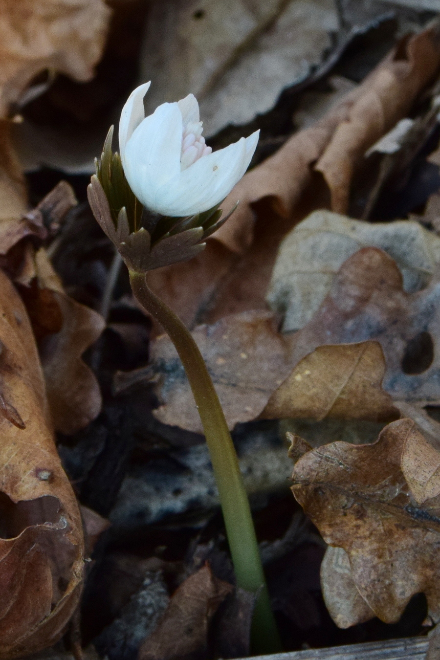 Изображение особи Eranthis stellata.