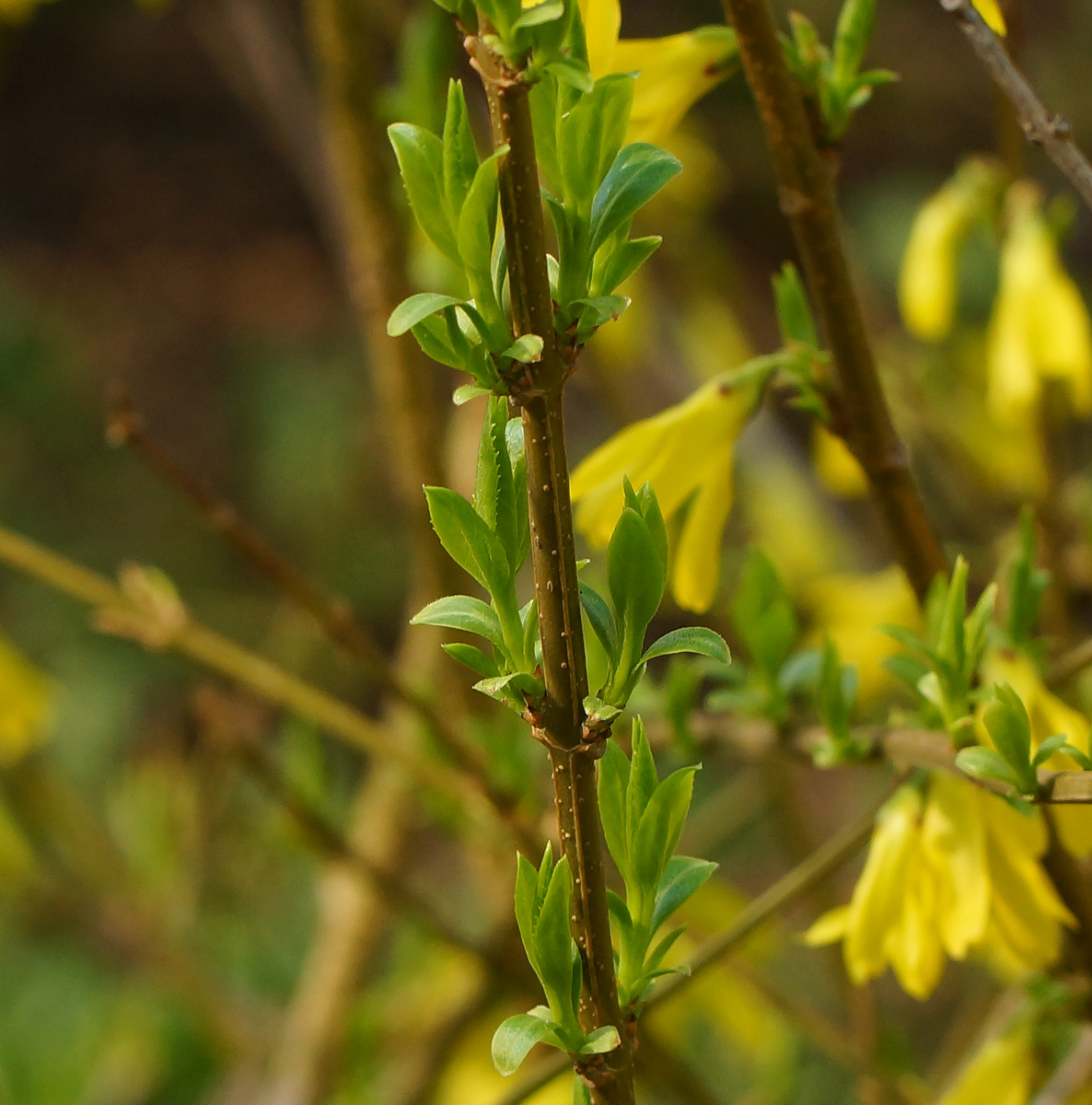 Изображение особи род Forsythia.