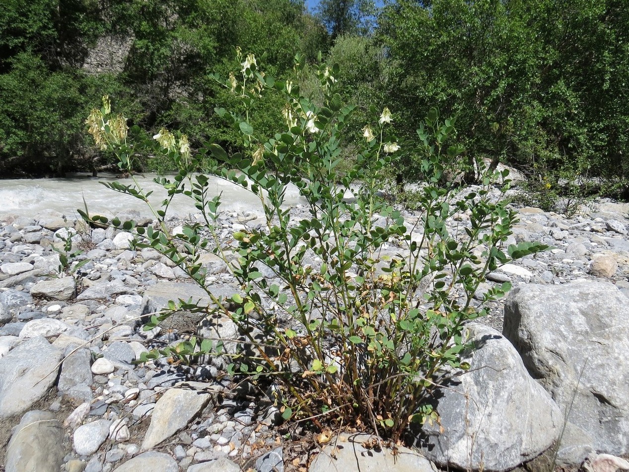 Изображение особи Hedysarum flavescens.