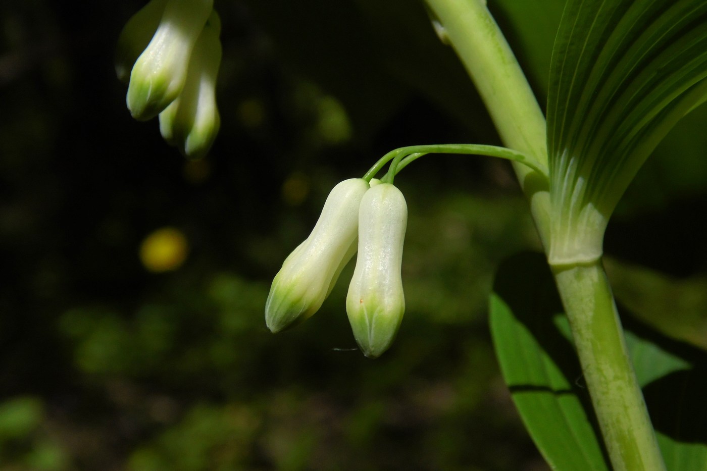 Image of Polygonatum multiflorum specimen.