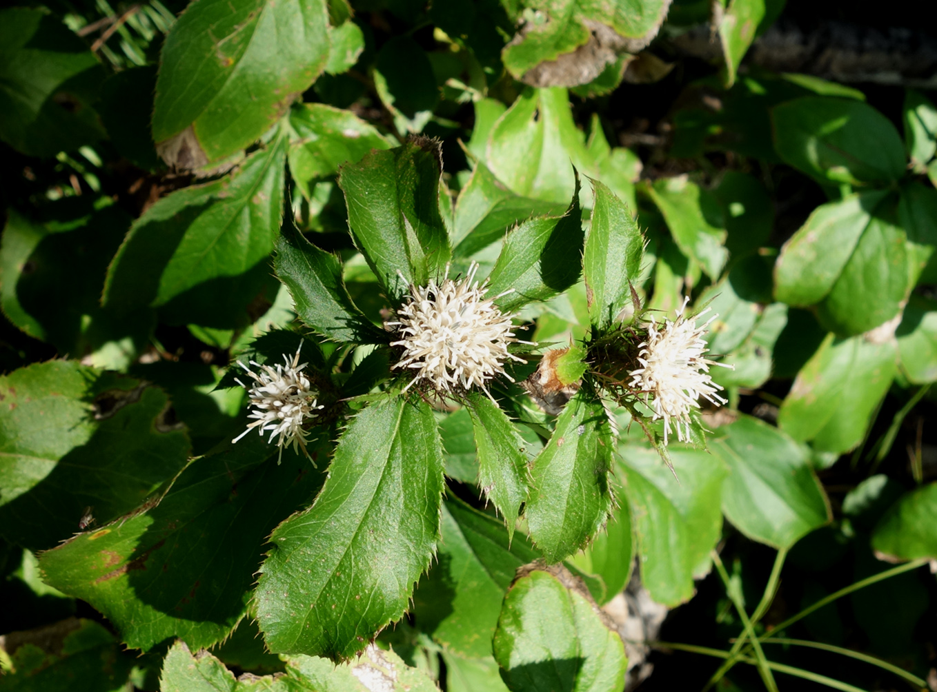 Image of Atractylodes ovata specimen.