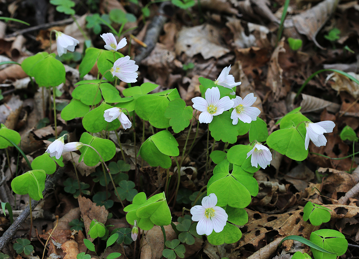 Изображение особи Oxalis acetosella.