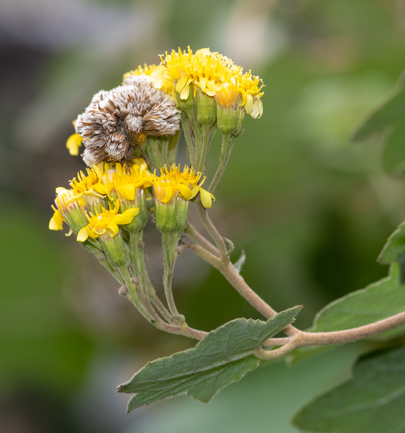 Изображение особи Jungia paniculata.