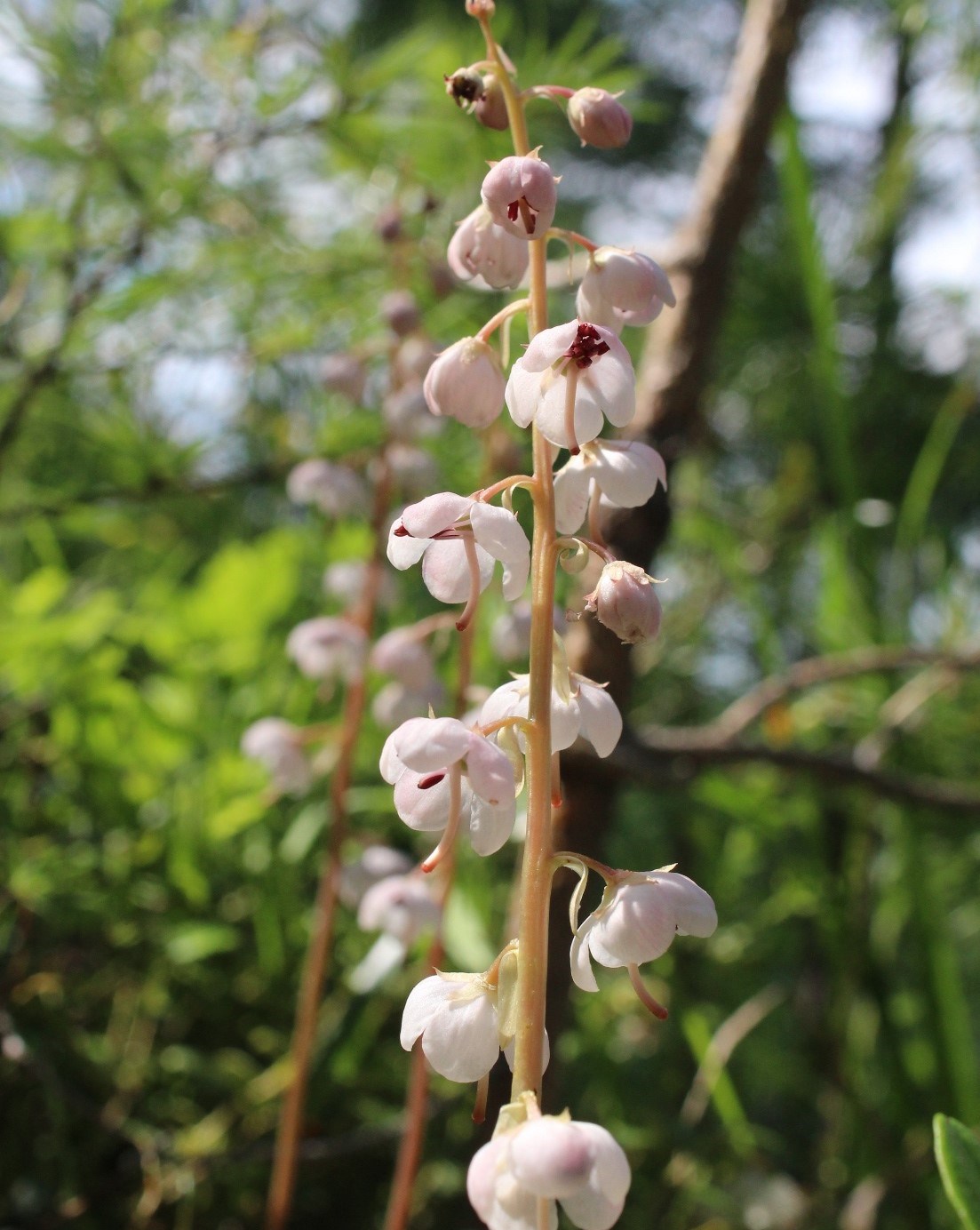 Изображение особи Pyrola incarnata.