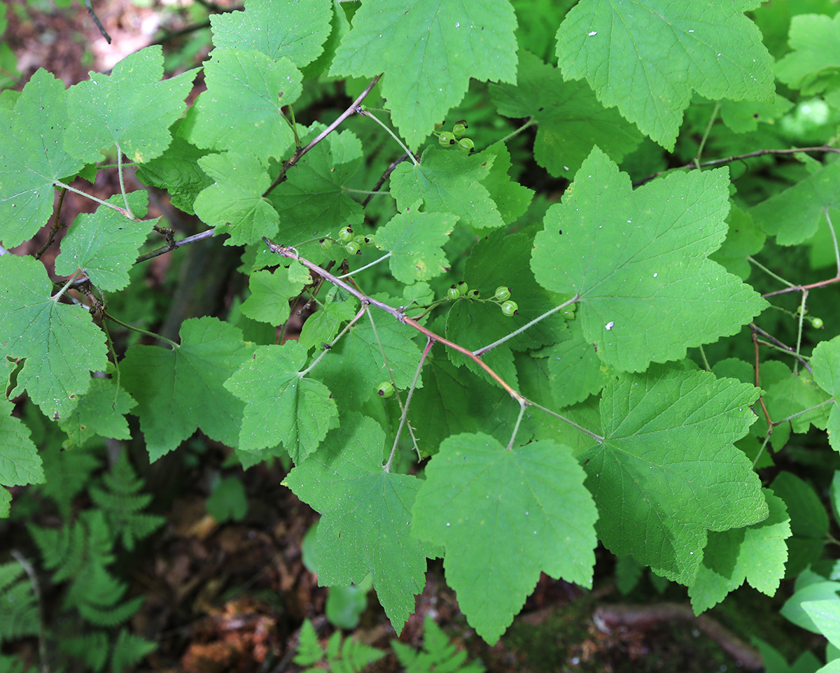 Image of Ribes pallidiflorum specimen.