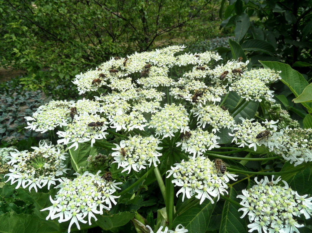 Изображение особи род Heracleum.