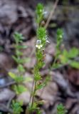 genus Euphrasia. Верхушка цветущего растения. Пермский край, Кунгурский р-н, окр. с. Филипповка, гора Ледяная, крутой склон, обнажения гипса. 18.07.2020.