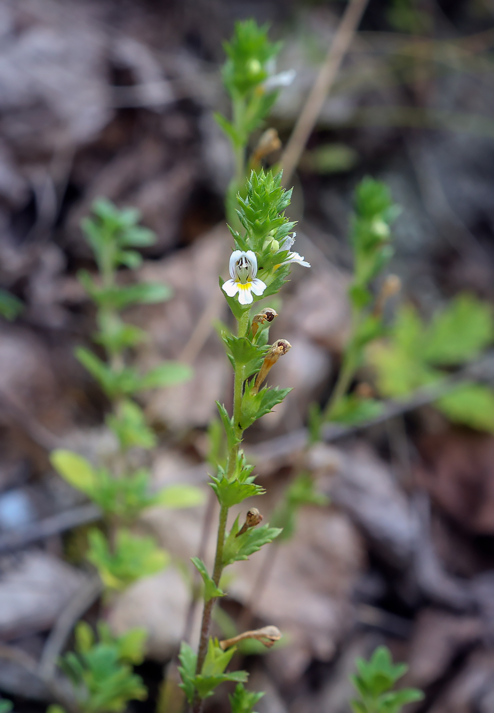 Image of genus Euphrasia specimen.