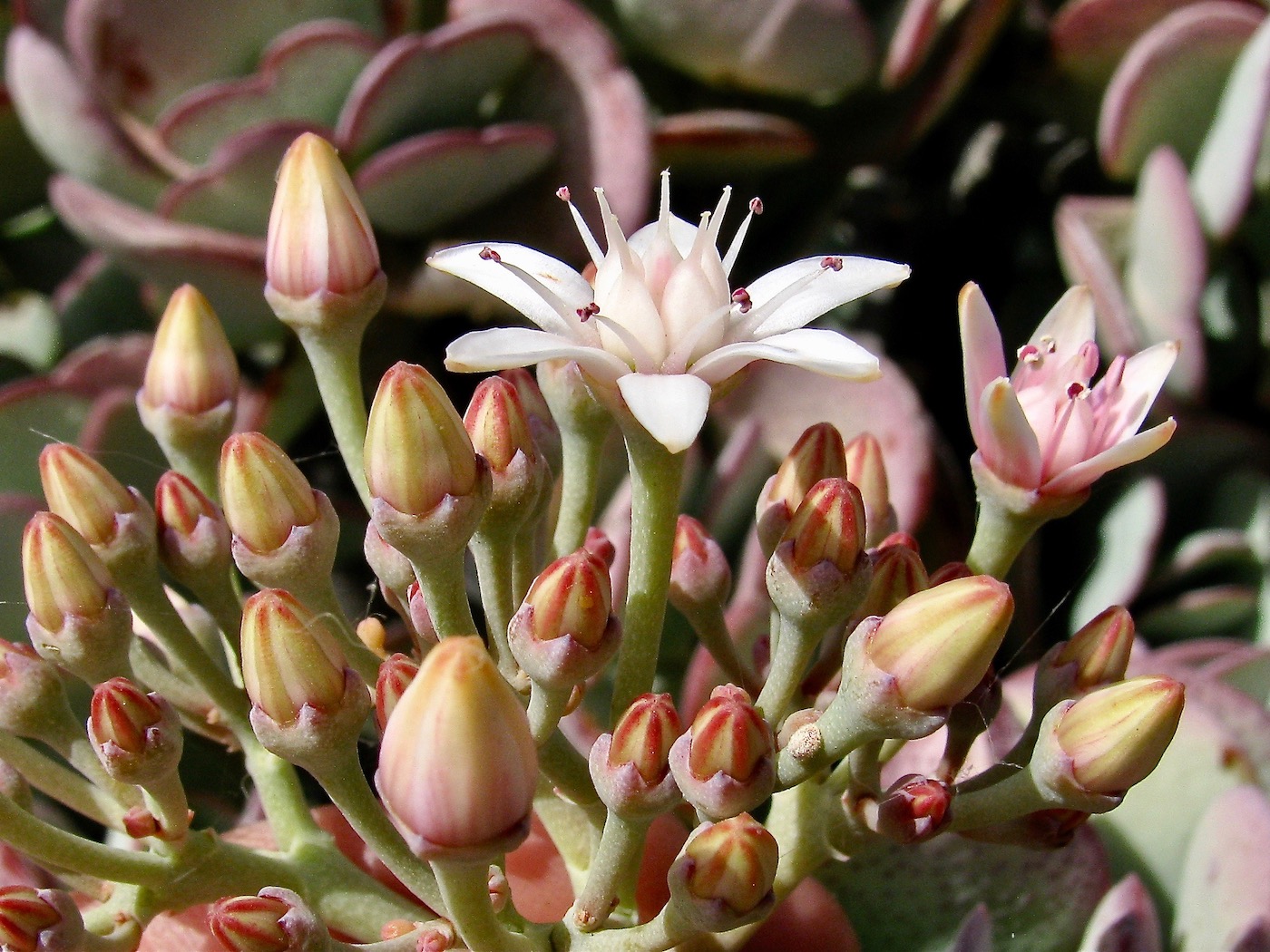 Image of Crassula arborescens specimen.