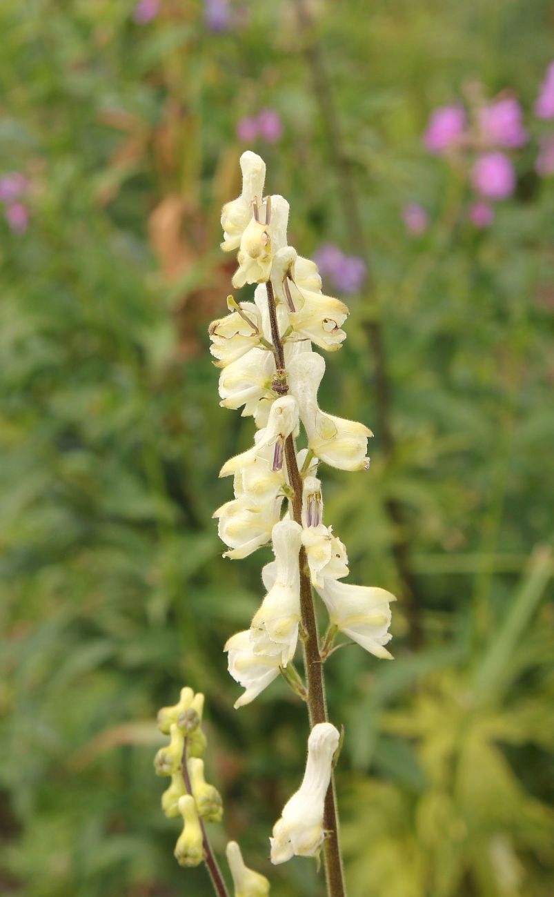 Image of Aconitum krylovii specimen.