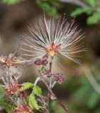 Calliandra eriophylla