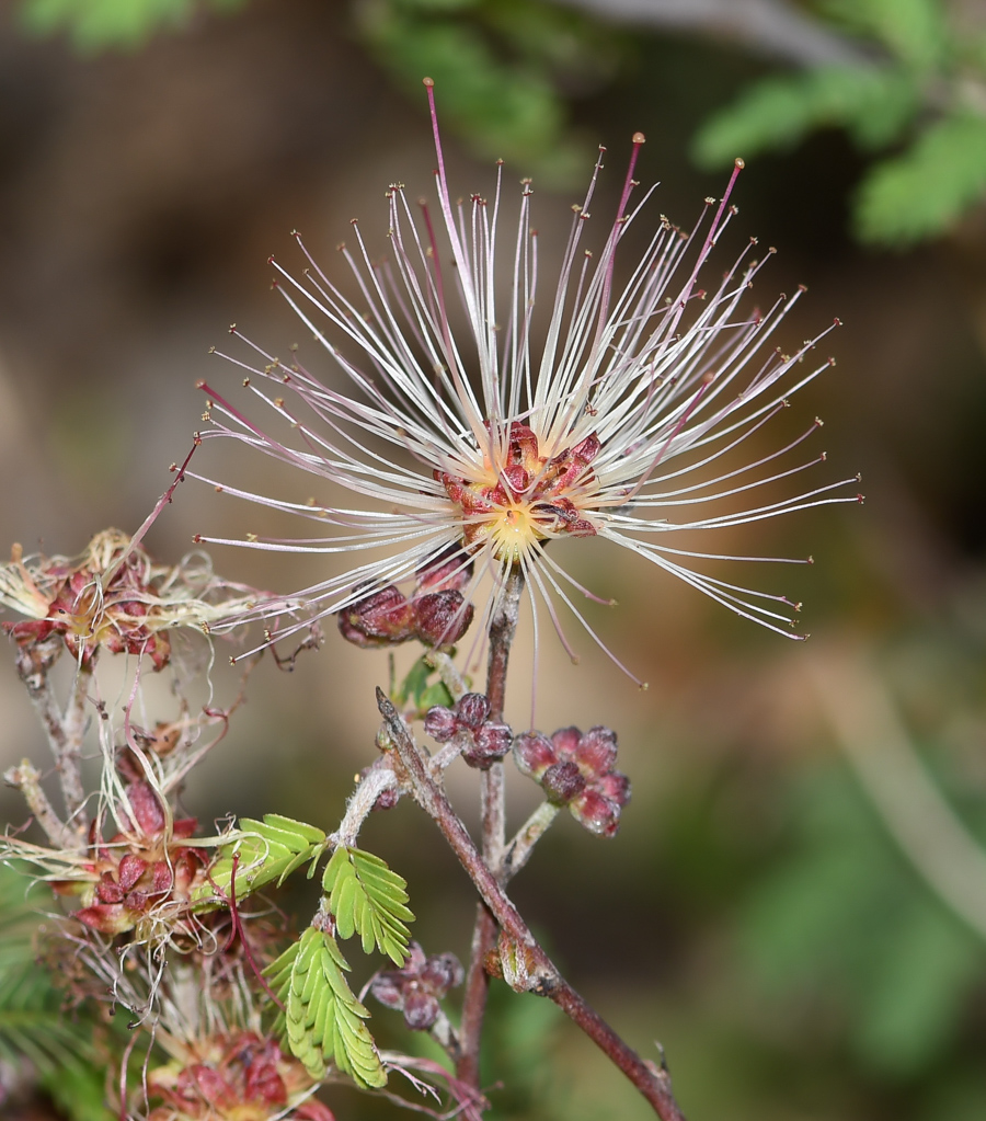 Изображение особи Calliandra eriophylla.