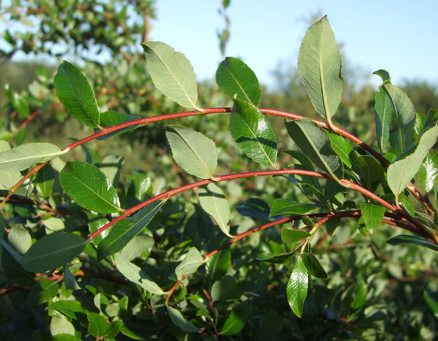 Image of Salix dshugdshurica specimen.