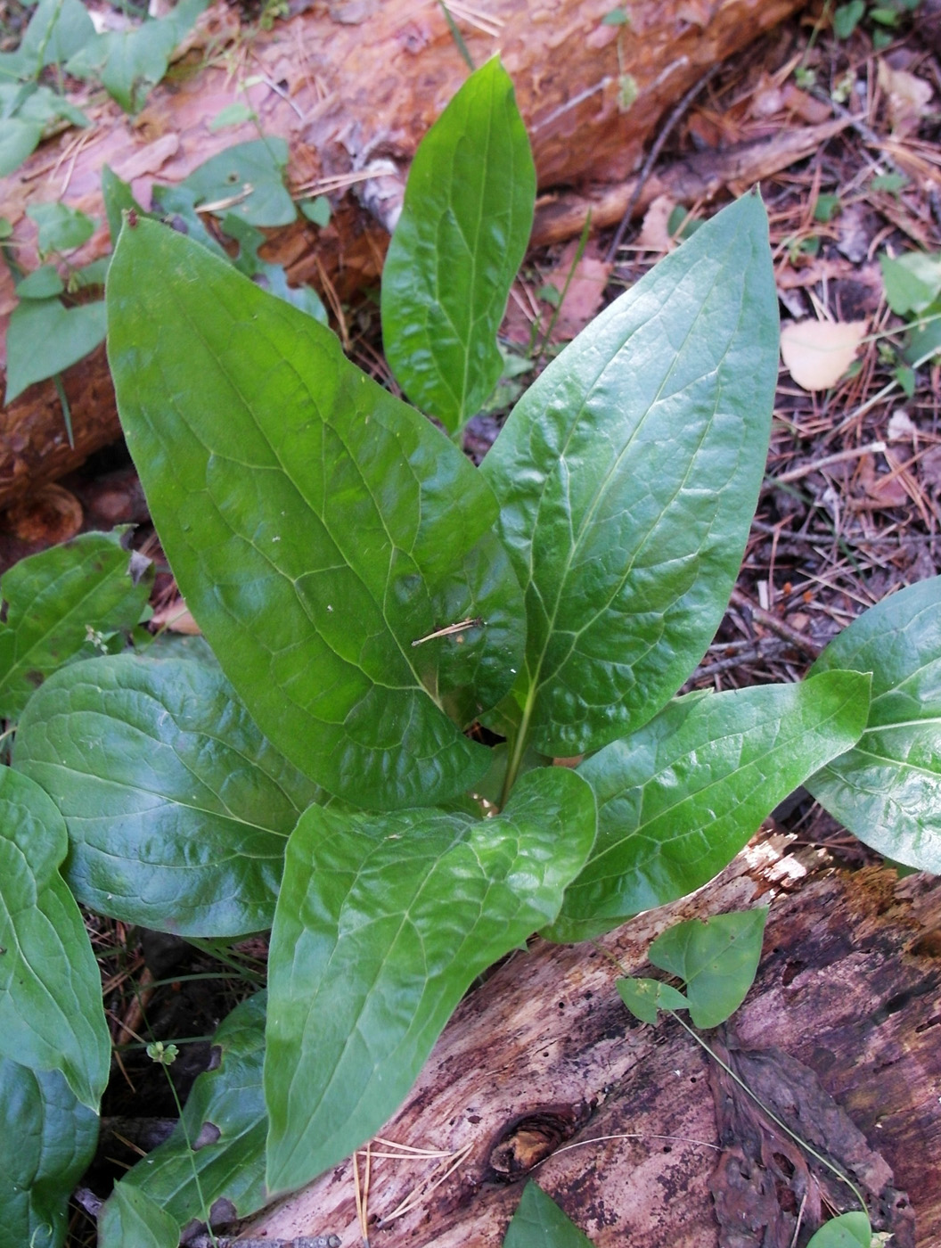 Изображение особи Cynoglossum officinale.