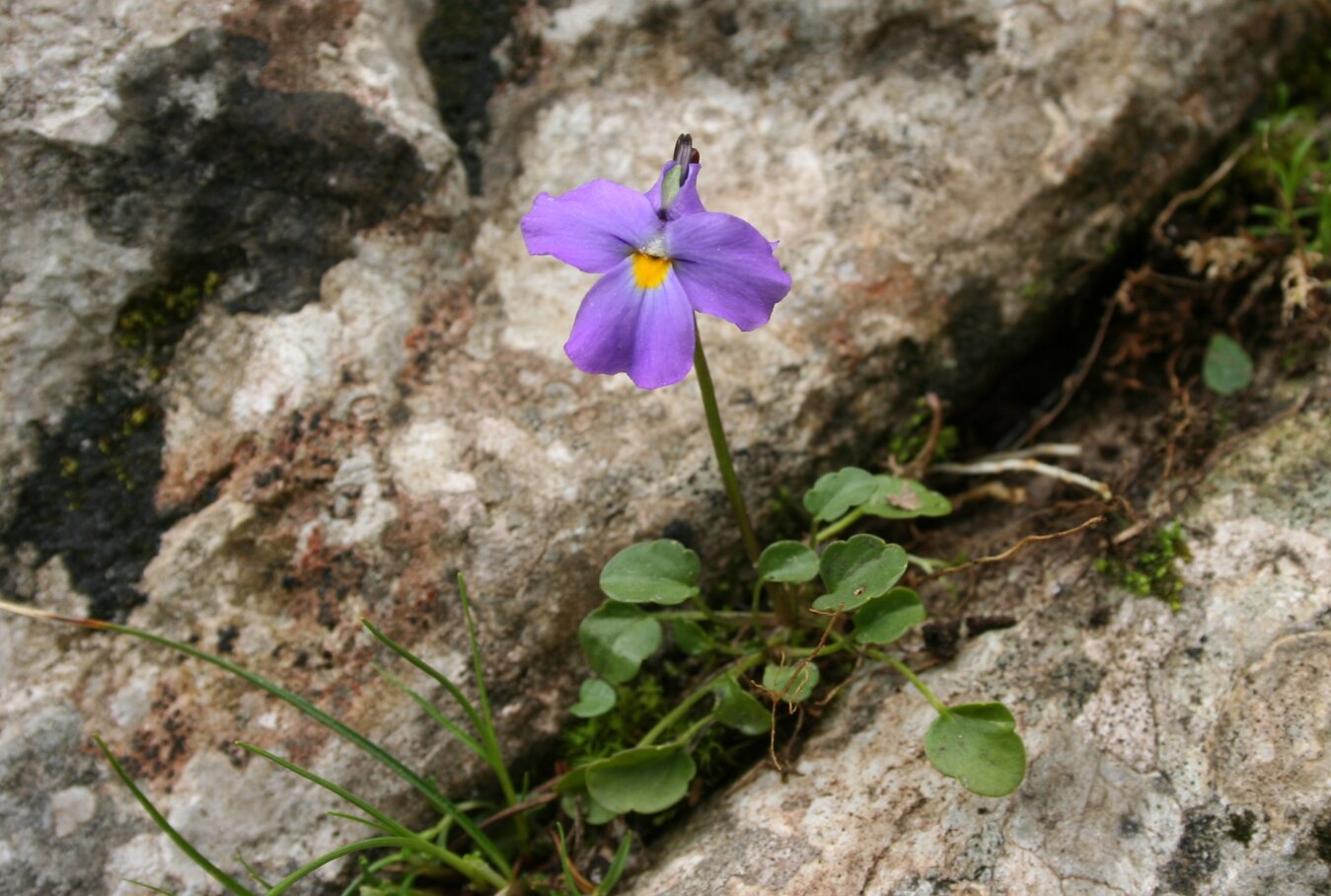 Изображение особи Viola grisebachiana.