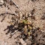 Mesembryanthemum guerichianum