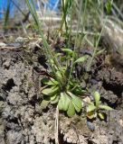 Arabidopsis thaliana