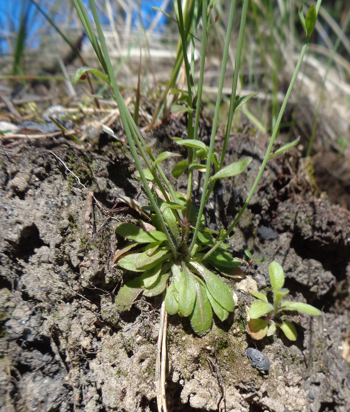 Изображение особи Arabidopsis thaliana.