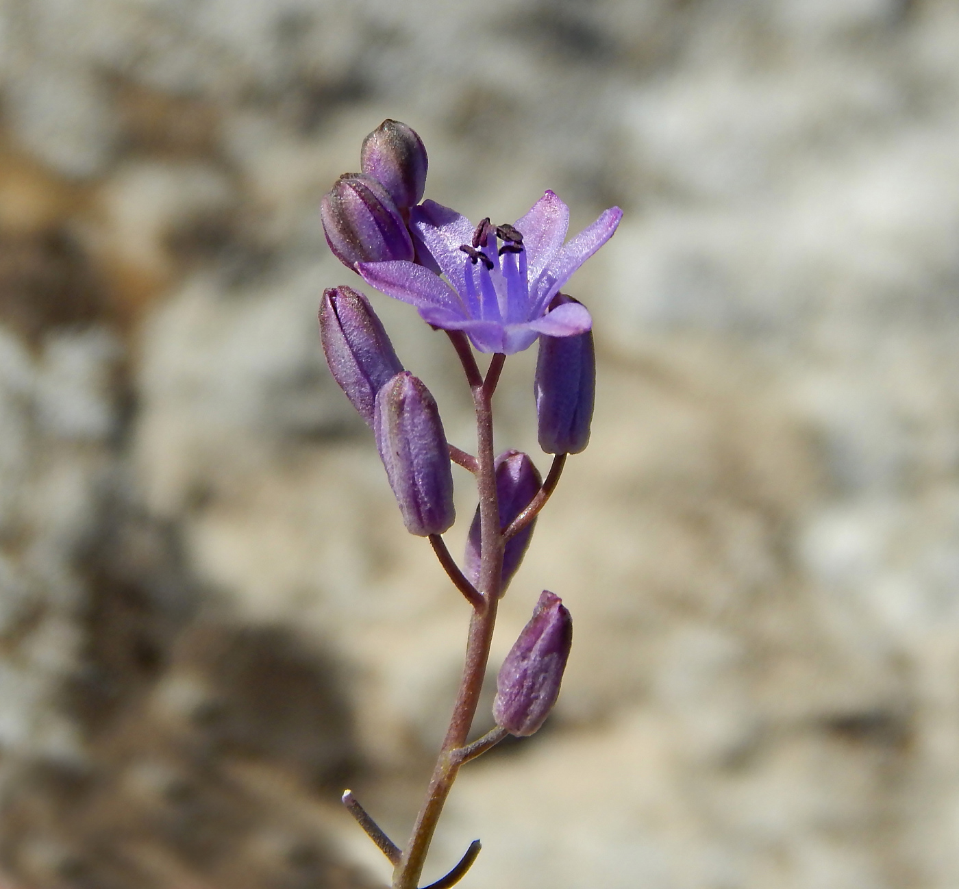 Image of Prospero autumnale specimen.